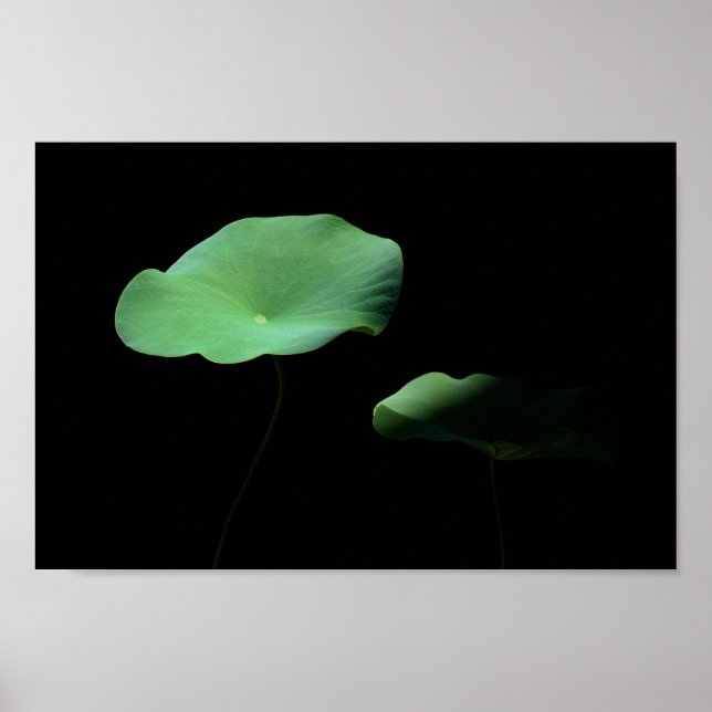 Lotus Leaves Poster (Front)