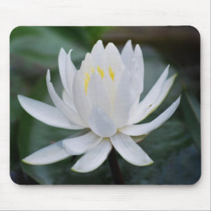 Lotus or waterlily and meaning mouse pad