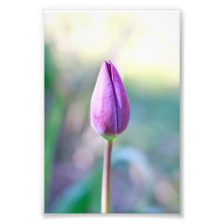 Lotus Photo Print