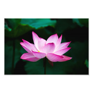 lotus photo print