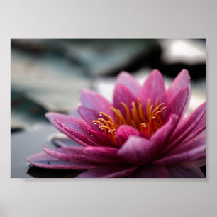 LOTUS PHOTOGRAPHIC POSTER