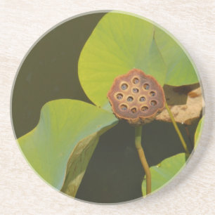 Lotus Pod and Lilly Pad Coaster