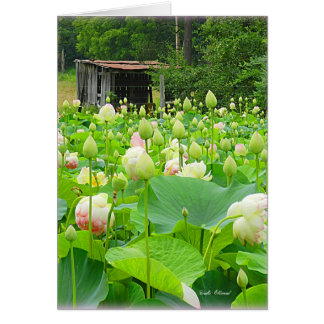 Lotus Pond Full of Blooming Flowers