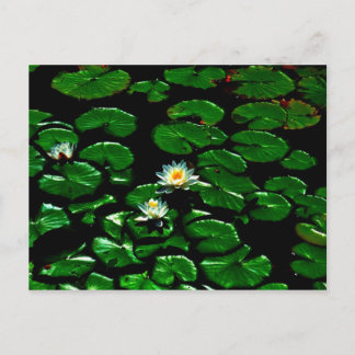 Lotus Postcard