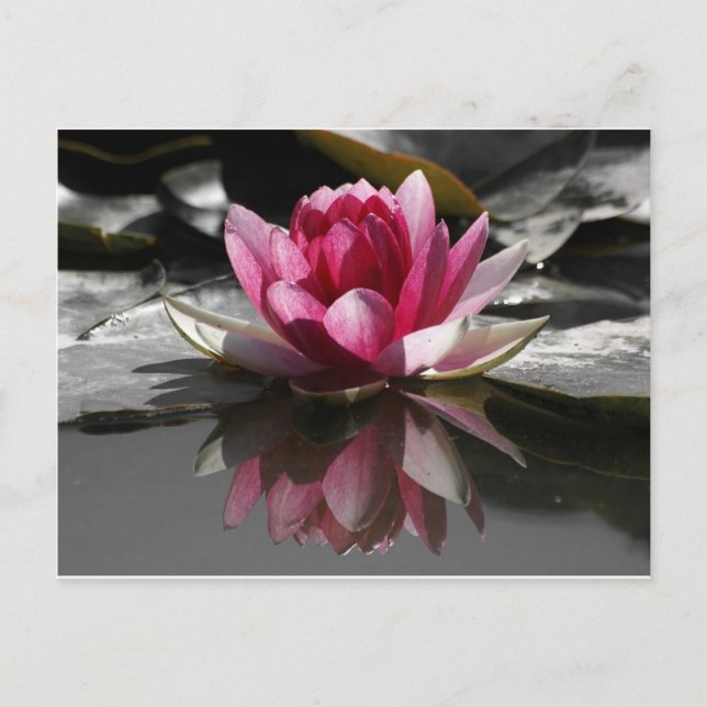 Lotus Postcard (Front)