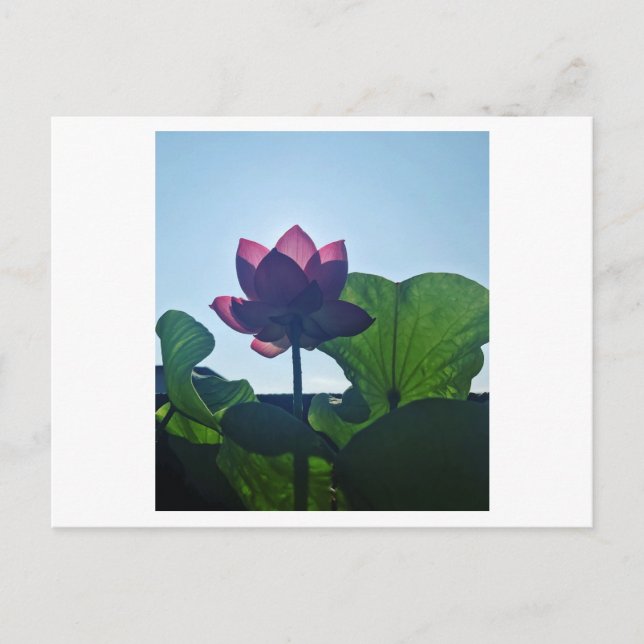 Lotus Postcard (Front)