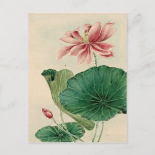 Lotus Postcard
