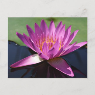 Lotus Postcard