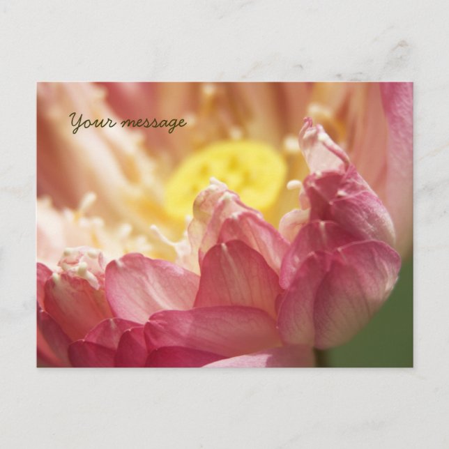 Lotus Postcard (Front)