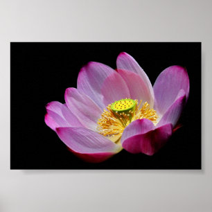 lotus poster