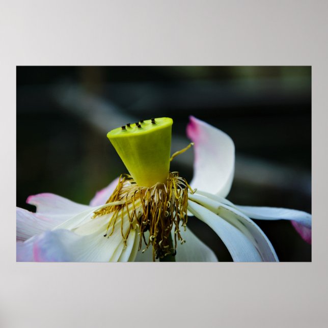 Lotus Poster (Front)
