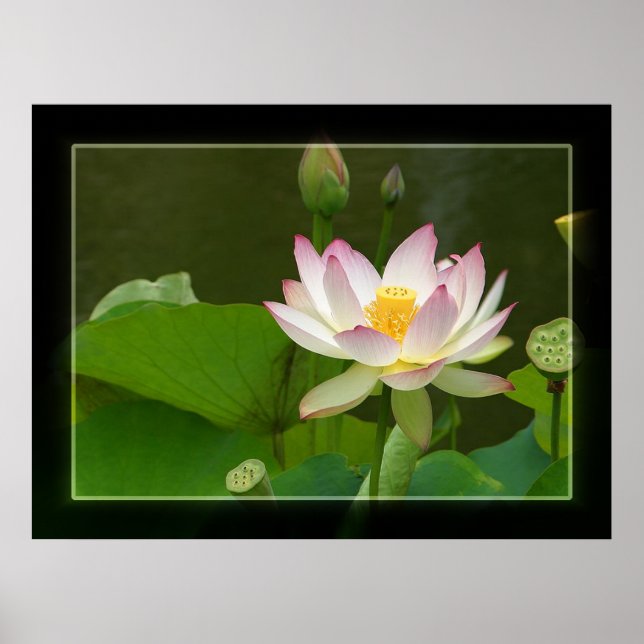 Lotus Poster (Front)