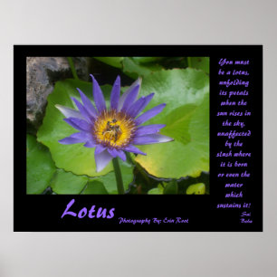 Lotus Poster with quotes from Sai Baba
