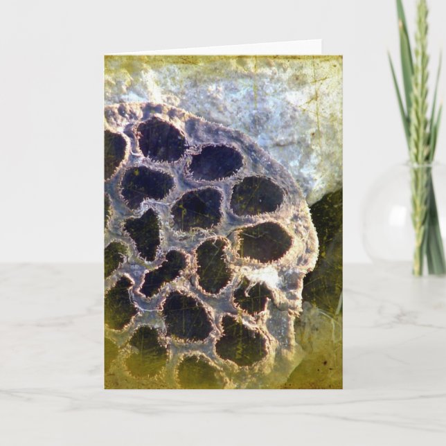 Lotus Seed Pod Card (Front)