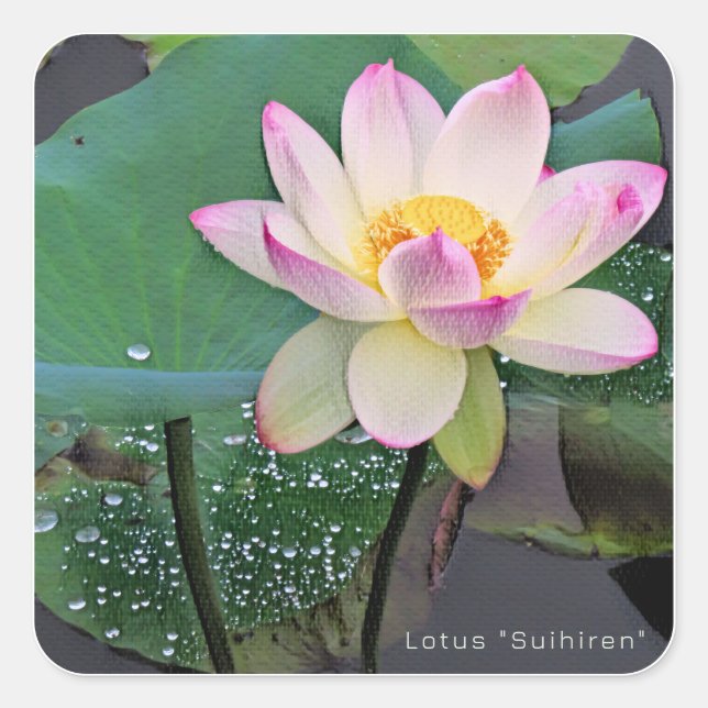 Lotus "Suihiren" Square Sticker (Front)