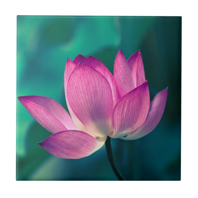 Lotus Water Lily Flower Ceramic Tile (Front)
