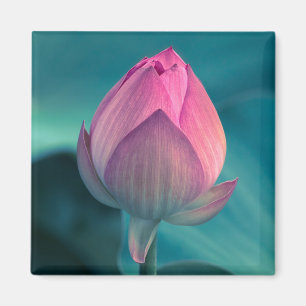 Lotus Water Lily Flower Magnet