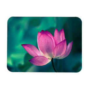 Lotus Water Lily Flower Magnet