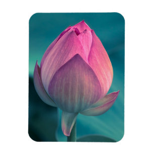 Lotus Water Lily Flower Magnet