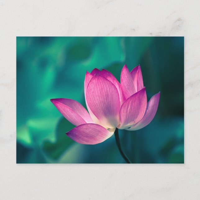 Lotus Water Lily Flower Postcard (Front)