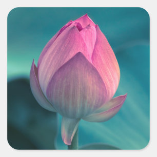 Lotus Water Lily Flower Square Sticker