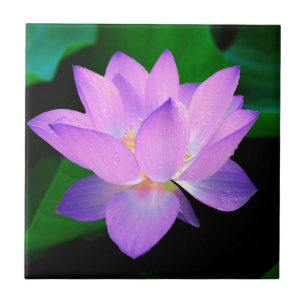 lotus water romantic date bridal peace hope love ceramic tile