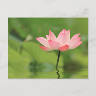 Lotus Zen Postcard