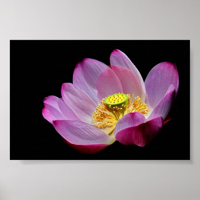 Lotusblume Poster (Front)