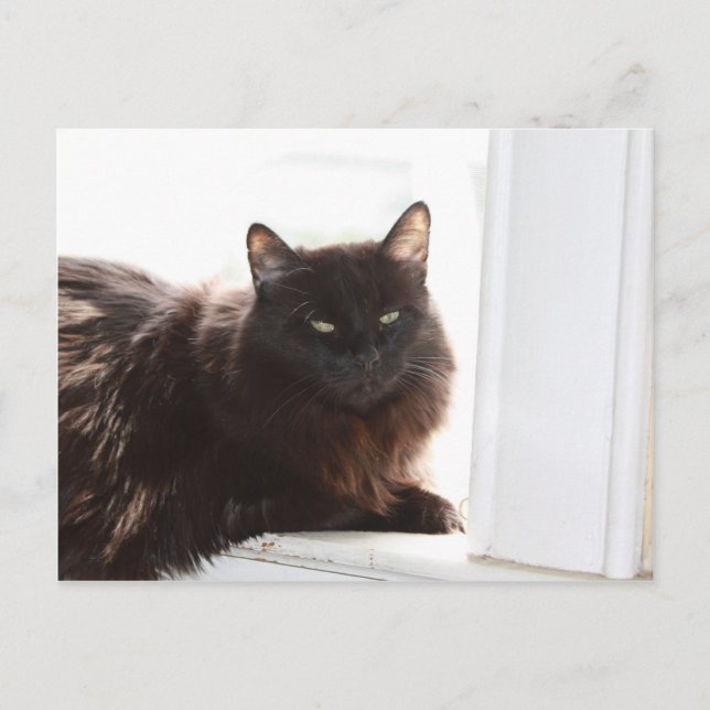 Louie Postcard (Front)
