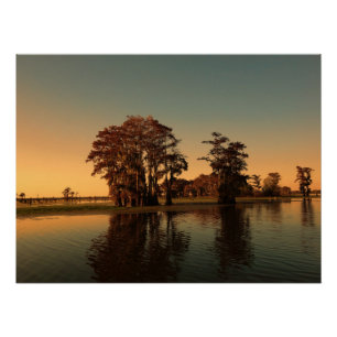 Louisiana bayou and cypress trees poster