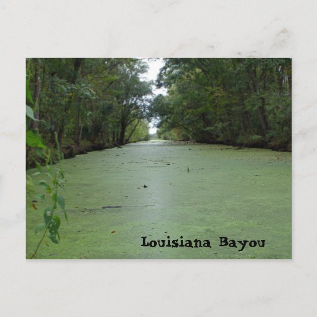 Louisiana Bayou Postcard (Front)