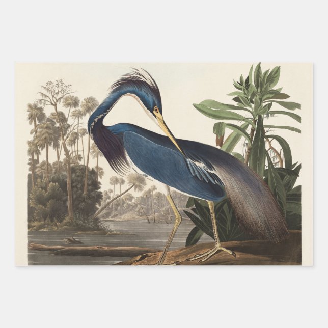Louisiana Blue Heron by John Jay Audubon  Wrapping Paper Sheet (Front 3)