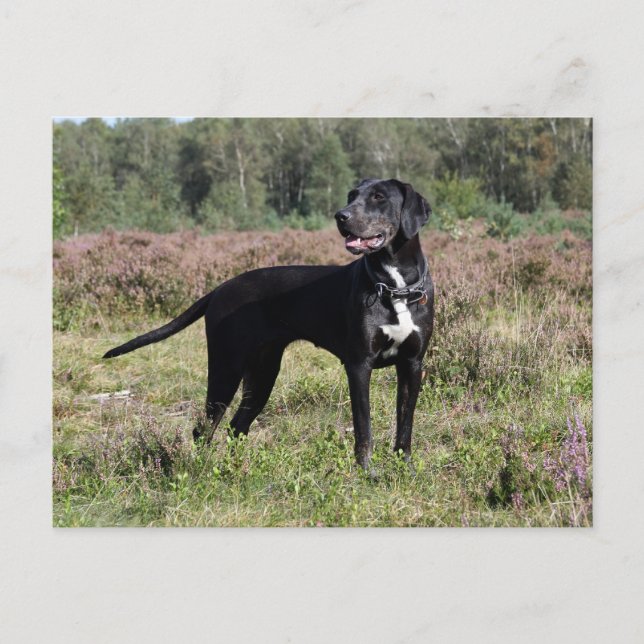 louisiana catahoula leopard dog postcard (Front)
