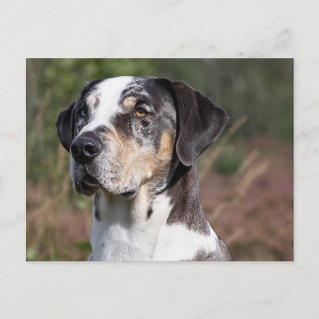 louisiana catahoula leopard dog postcard (Front)