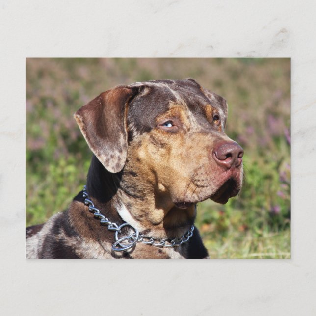 louisiana catahoula leopard dog postcard (Front)
