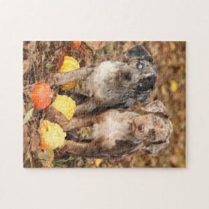 Louisiana Catahoula Puppies With Pumpkins Jigsaw Puzzle