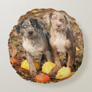Louisiana Catahoula Puppies With Pumpkins Round Cushion