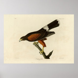 Louisiana (Harris's) Hawk Audubon Birds of America Poster