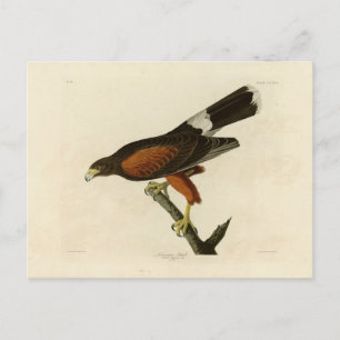 Louisiana Hawk Postcard