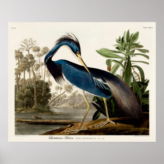 Louisiana Heron, 1834, From the Birds of America Poster