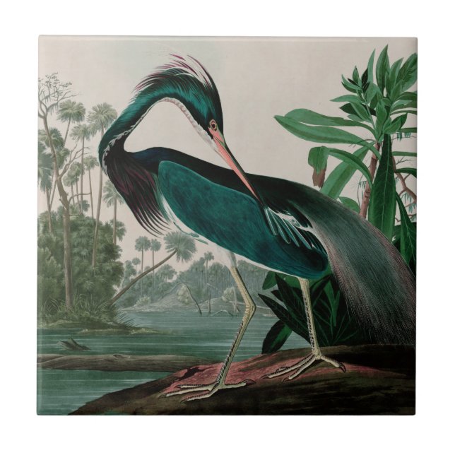 Louisiana Heron Birds of America Audubon Print Ceramic Tile (Front)