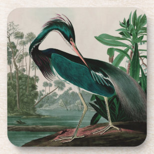 Louisiana Heron Birds of America Audubon Print Coaster