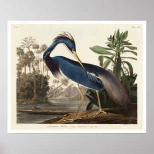 Louisiana Heron by Audubon Poster