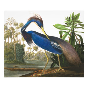 Louisiana Heron by John James Audubon Photo Print