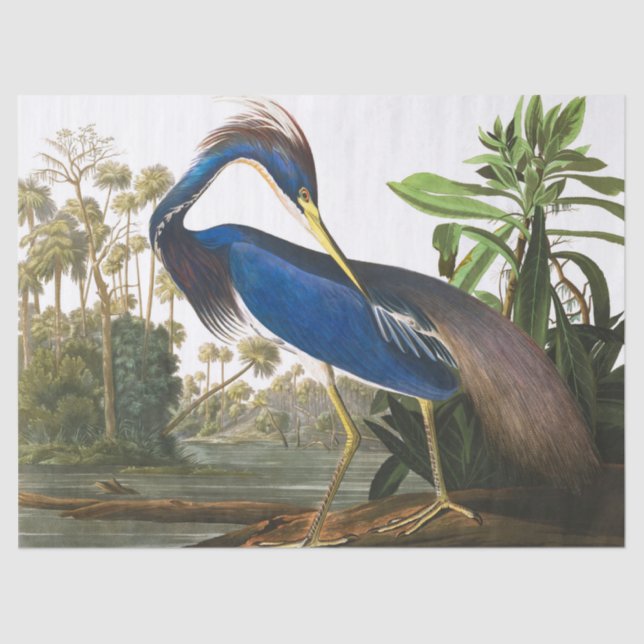 Louisiana Heron by John James Audubon Tissue Paper (Front)