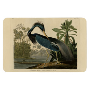 Louisiana Heron - from Audubon's Birds of America Magnet