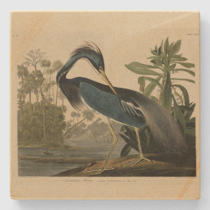 Louisiana Heron - from Audubon's Birds of America Stone Coaster