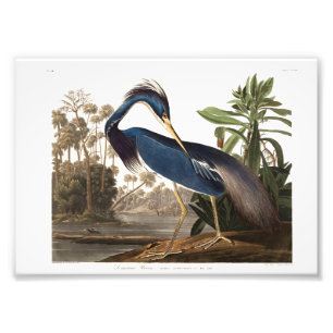 Louisiana Heron from Birds of America (1827) Photo Print