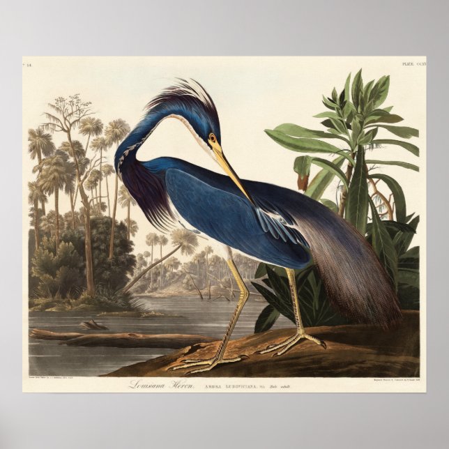 Louisiana Heron from Birds of America (1827) Poster (Front)