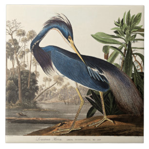 Louisiana Heron from Birds of America Ceramic Tile